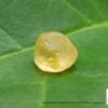 CEYLON NATURAL YELLOW SAPPHIRE ROUGH GEMSTONES - city of gem Ratnapura