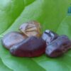 Natural Zircon Gemstones - city of gem Ratnapura