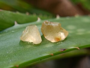 Ceylon Natural Yellow Sapphire Rough Gemstones Couple