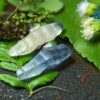 2_Ceylon Natural sapphire Crystal Couple city pf gem blue sapphire and white sapphire with blue color band