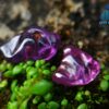 Ancient Natural Pink Sapphire, Purple Sapphire & White Sapphire Mukkaru Beads From Sri Lanka With Very Special Carving – History Of Gem Industry
