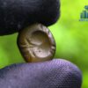 Ancient Natural Tourmaline Mukkaru Bead with Old Carvings