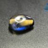 Ancient Natural Bi-color Sapphire Mukkaru Bead - Uncommon Bead wedding stone