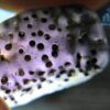 Ancient Natural Purple Spinel Mukkaru Bead with multiple Drill Holes from Ancient Galpaya Village